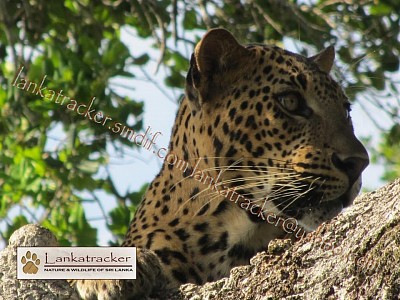 Leopard at Yala National Park 2103