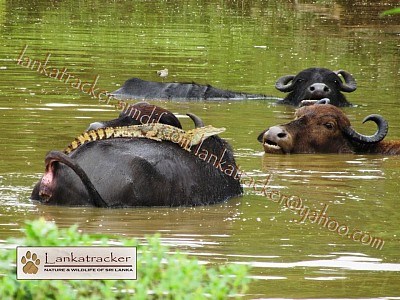 Buffalo and sunbathing Croc!